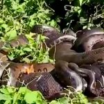 Moradores fazem registro impressionante de família de sucuris, em Altônia: veja