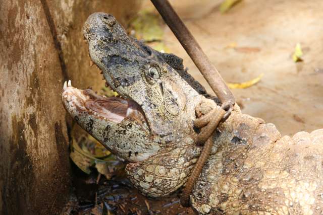 Como era o zoológico do Parque do Ingá e por que ele foi desativado? Veja fotos