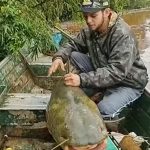 Vídeo: pescadores capturam jaú de 1,52 metro no Rio Ivaí