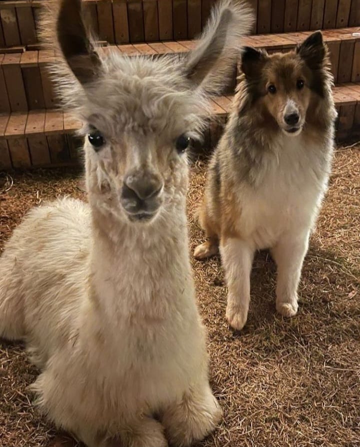 A história de 'Kronk', a lhama que viralizou em passeio em Maringá