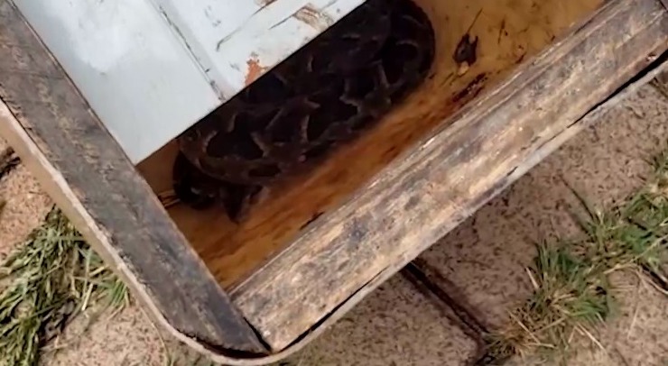 Cobra jararaca capturada