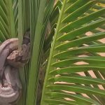 Jiboia encontrada no paraná