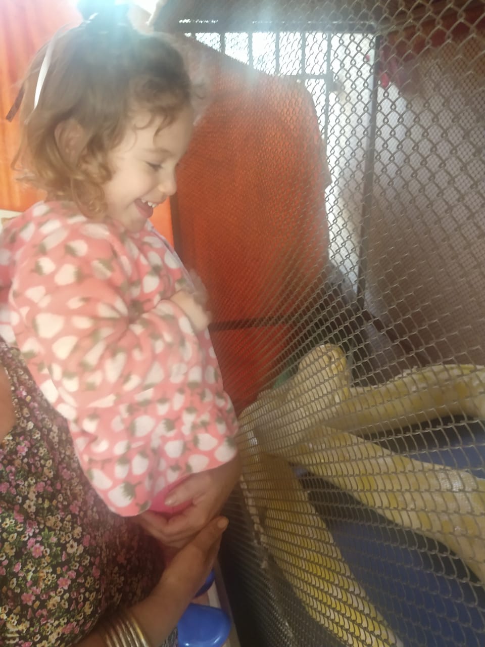 Casal de Maringá tem cobra píton de estimação de 4,5 metros