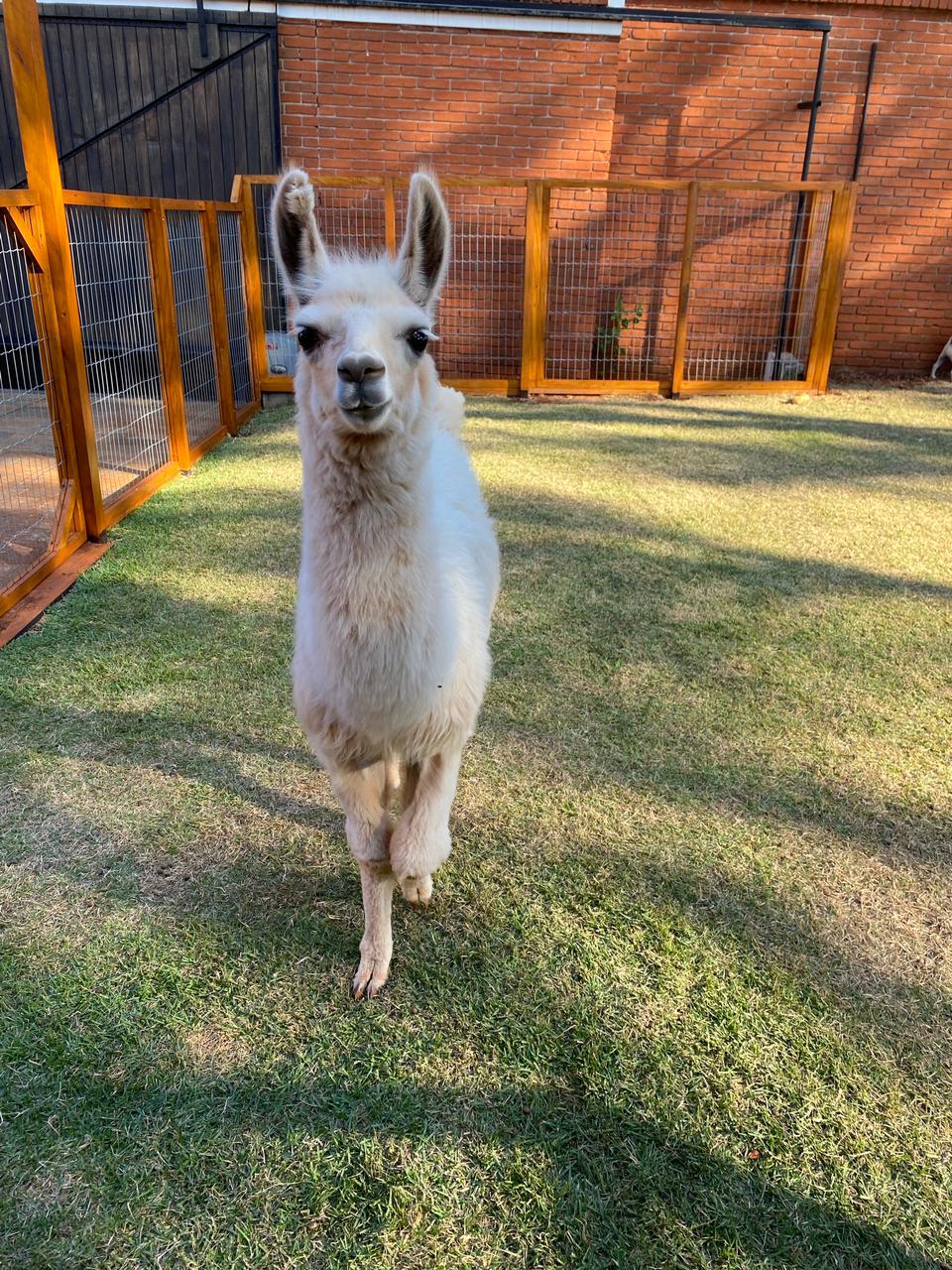 Maringaense que cria lhama e outros bichos pretende 'abrir a casa' para visitação
