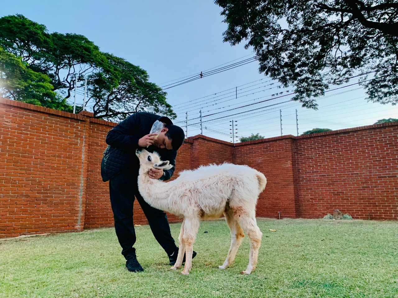 Maringaense que cria lhama e outros bichos pretende 'abrir a casa' para visitação