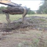 Paraná: Sucuri é encontrada em propriedade rural durante escavação