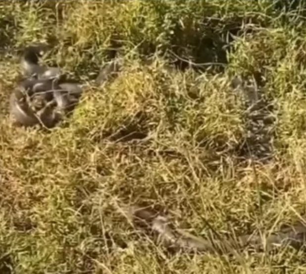 Bolo de sucuris se acasalando