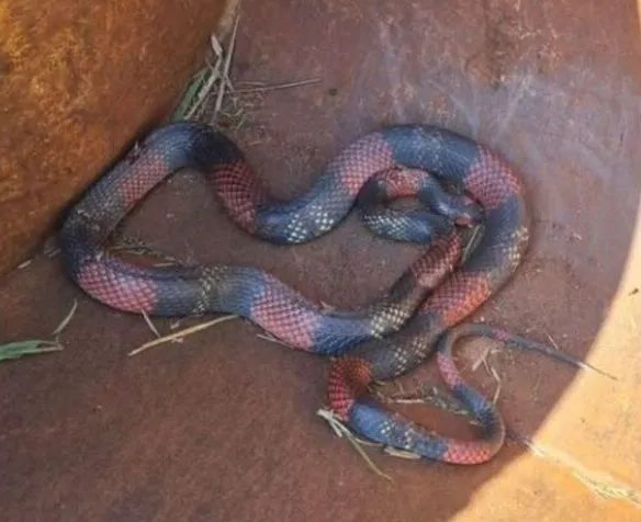 foi resgatada em Arapongas, no Norte do Paraná,