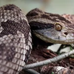 1699382703654a85af2f29a