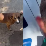 cachorro-impede-roubo-goias-2