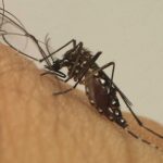 denguefiocruzmaringa