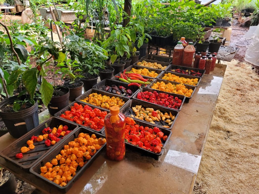 WhatsApp Image 2023-11-29 at 16.38.58