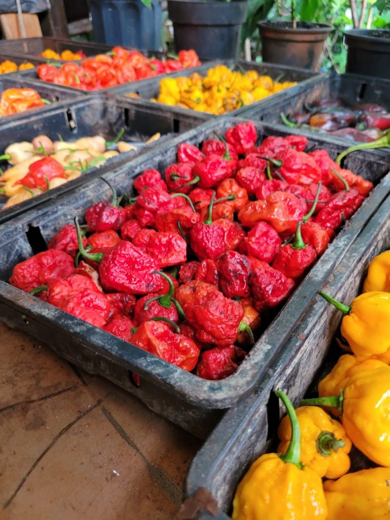 WhatsApp Image 2023-11-29 at 16.38.58 (2)