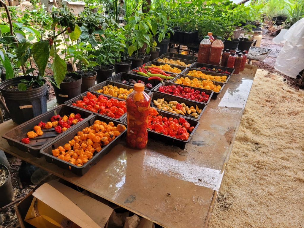 WhatsApp Image 2023-11-29 at 16.38.59 (1)