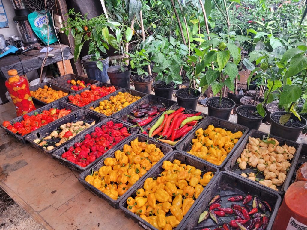 WhatsApp Image 2023-11-29 at 16.39.09 (1)