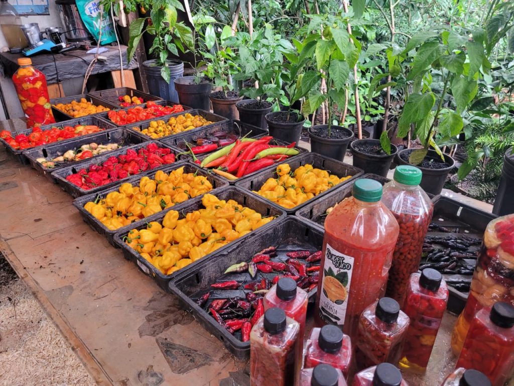 WhatsApp Image 2023-11-29 at 16.39.09 (2)