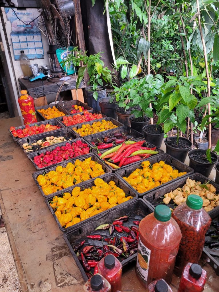 WhatsApp Image 2023-11-29 at 16.39.09