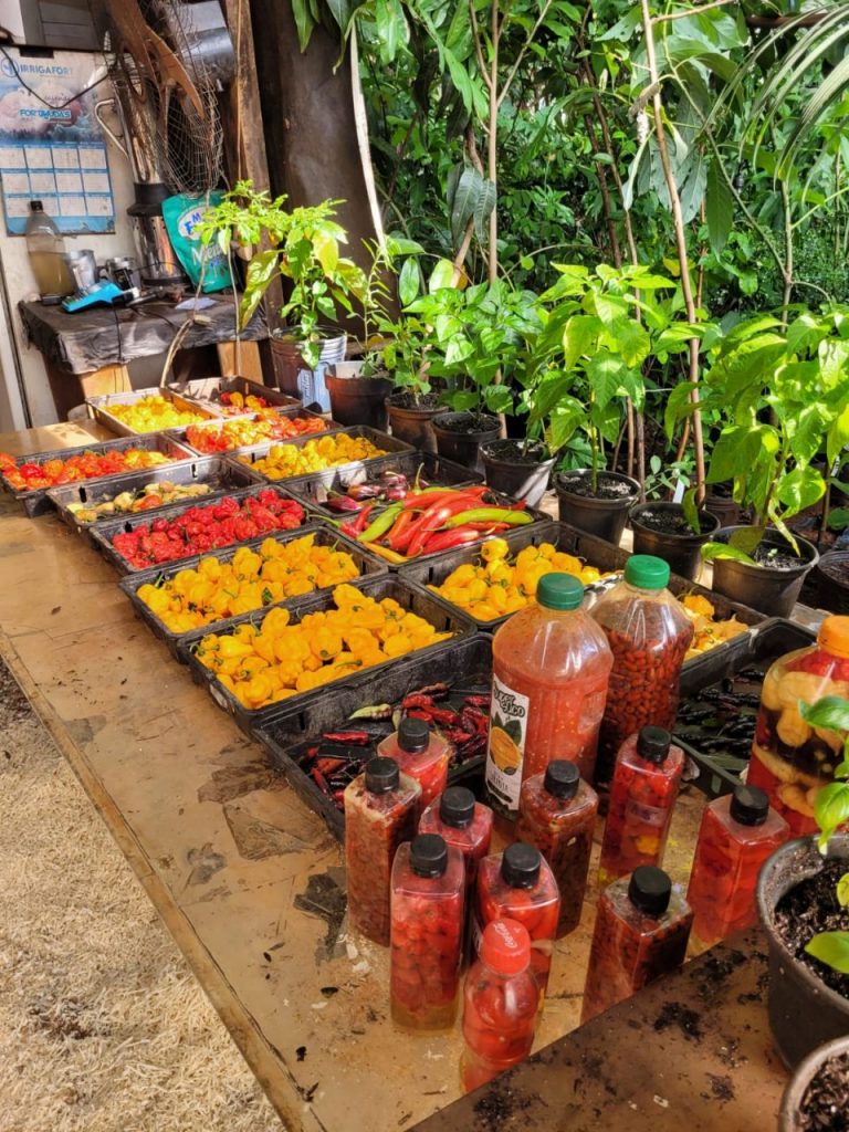 WhatsApp Image 2023-11-29 at 16.39.32 (1)