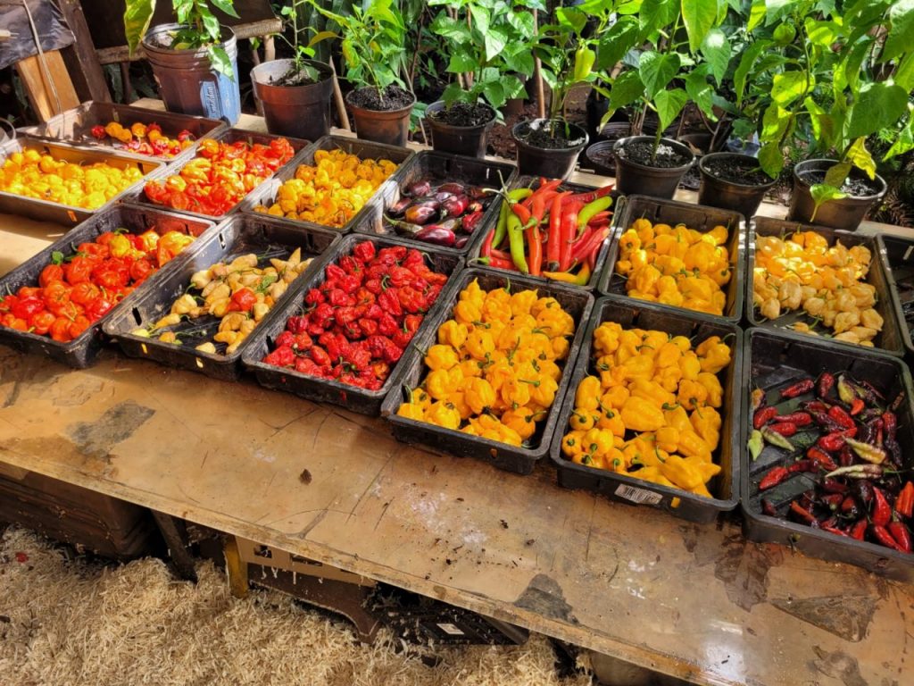 WhatsApp Image 2023-11-29 at 16.39.32