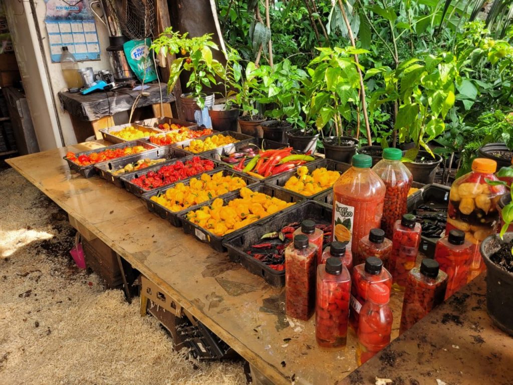 c2a63ea6-1cfa-4c5a-9507-fb27d0c5fa30