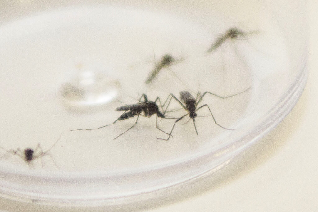 dengue em maringá