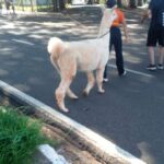 lhama-e-flagrada-passeando-em-avenida-do-parana-video-2-600×456-1