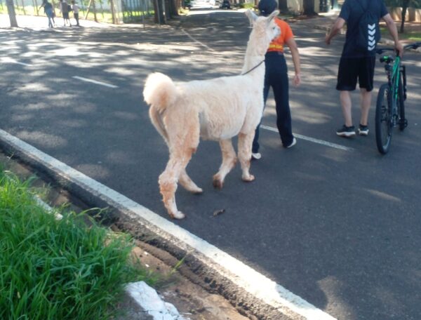 lhama-e-flagrada-passeando-em-avenida-do-parana-video-2-600×456-1