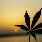 manish-panghal-LlcinmU9ULM-unsplash