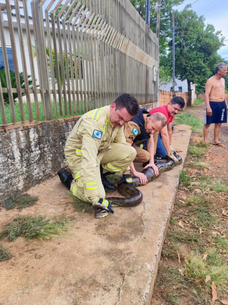 Resgate da sucuri de quatro metros
