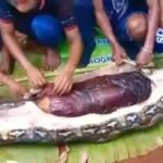 Corpo de mulher dentro de cobra píton