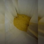 fa4d6e011a183c4266b97f85a62bfd32