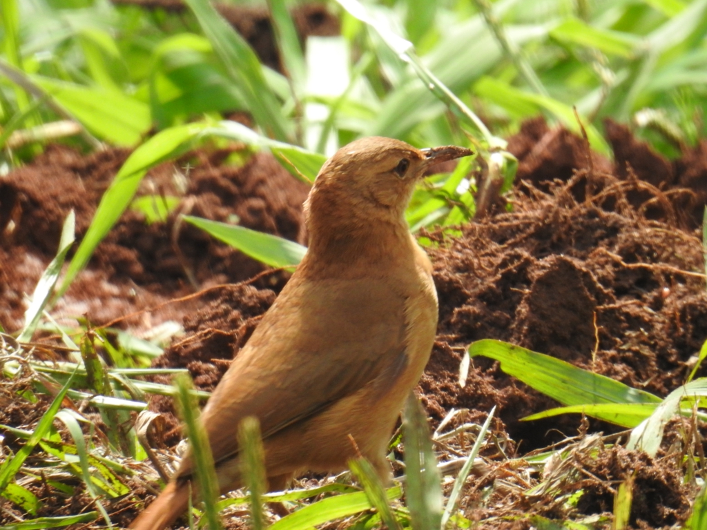 24215409618_597355a169_b