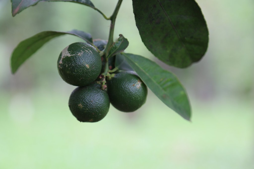 37170834764_0fbcf7ef70_b