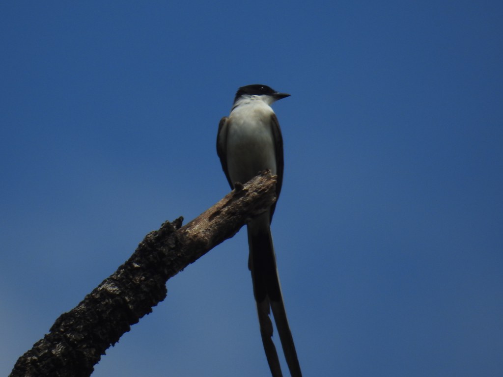 38014730976_6fb8348d02_b