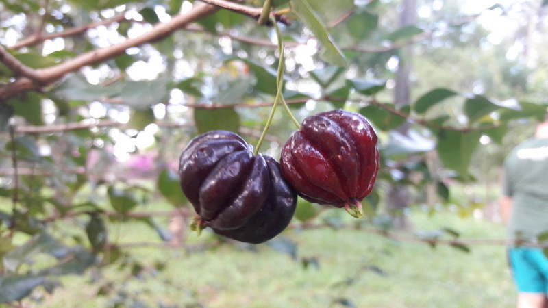 38067619021_dc8442e636_b