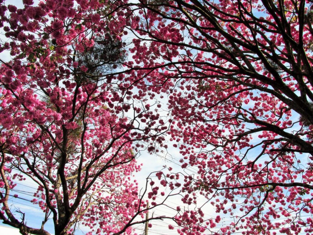 448770479_1012843070427109_1103632474389005498_n