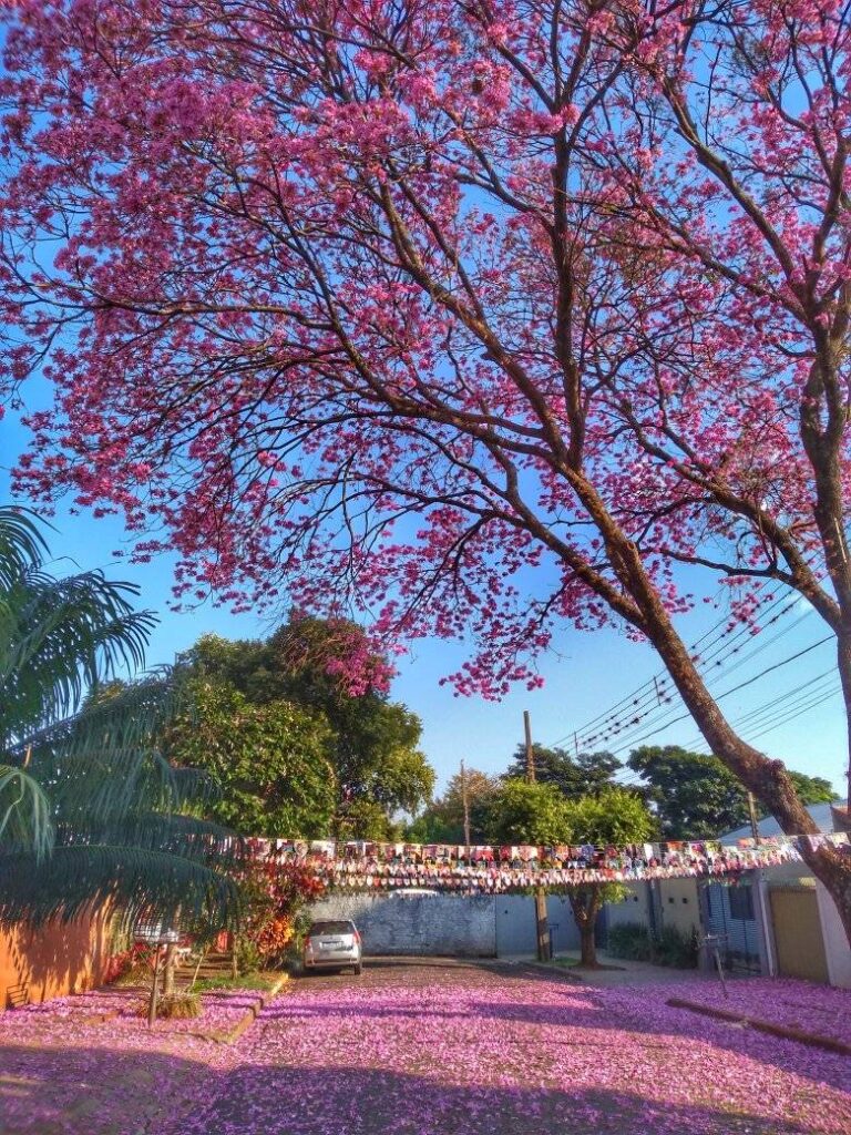 449041842_1016917883352961_6087429140644430153_n