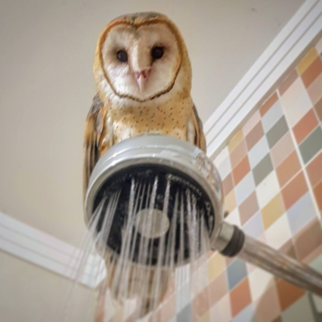 51579876_1266806020145168_761221071327199232_n