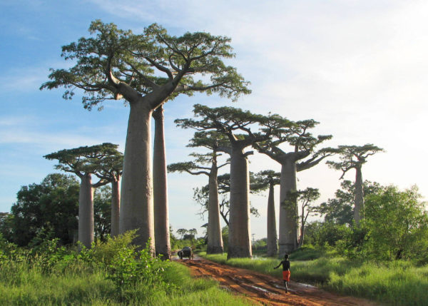 Adansonia_grandidieri-Baoba-600×429