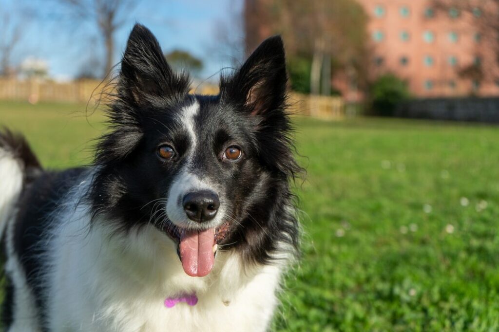 Raças de cachorros: Border Collie