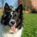close-de-um-border-collie-ofegante-em-um-campo_181624-30560