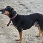 idosa-e-atacada-por-cachorro-e-tem-rosto-desfigurado-em-maringa-3-780×470-transformed