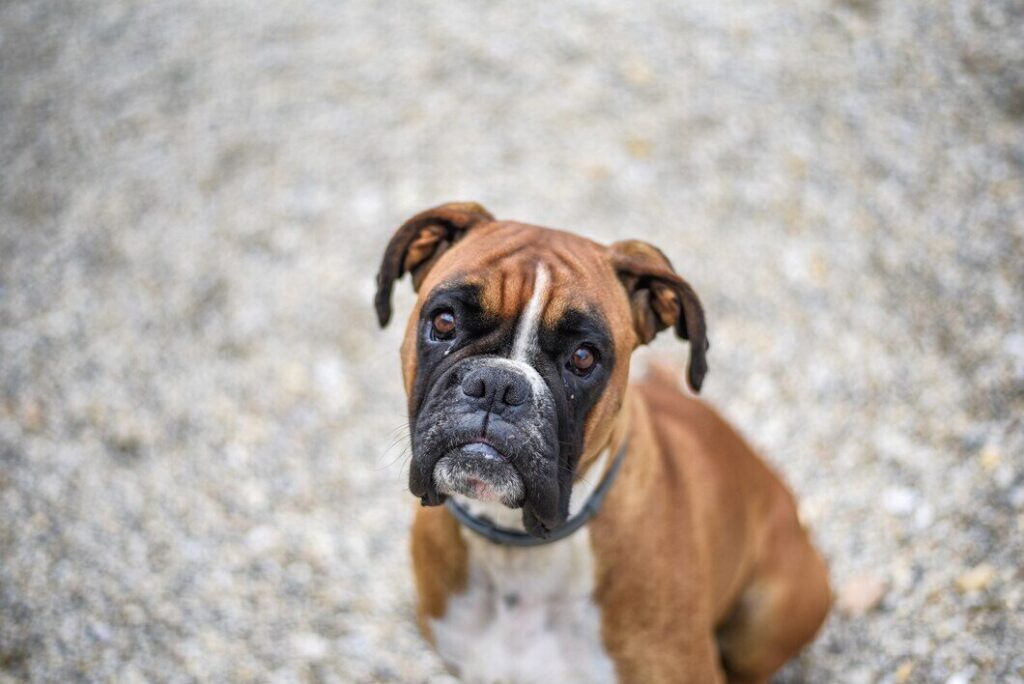 Raças de cachorros: Boxer
