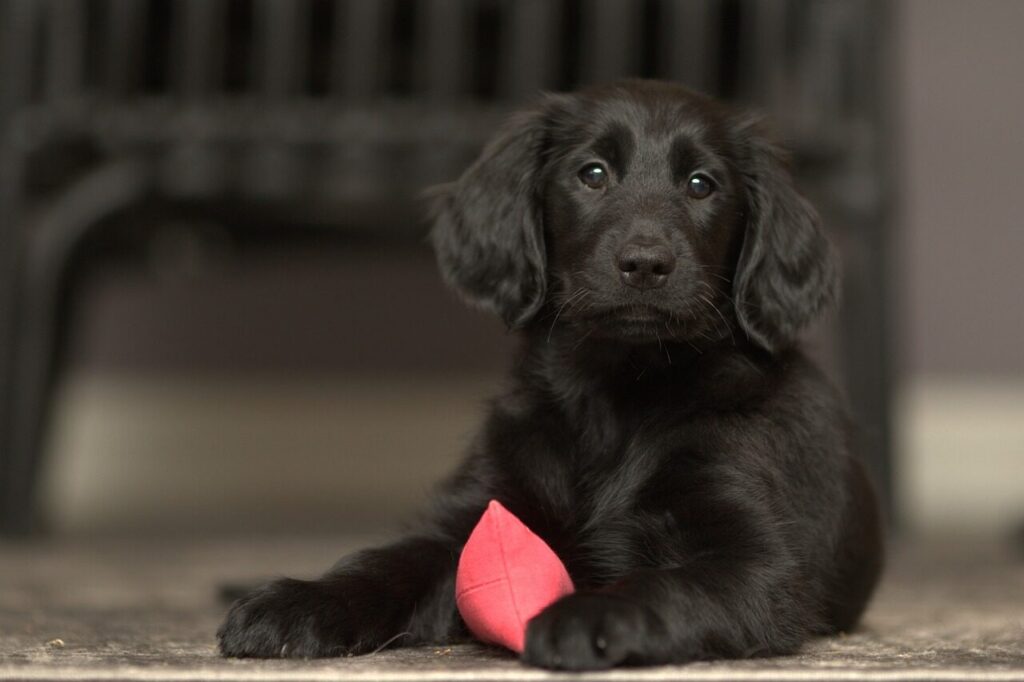 Raças de cachorros: Flat-coated retriever