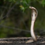 nivedh-p-sazD8ZHV_VI-unsplash