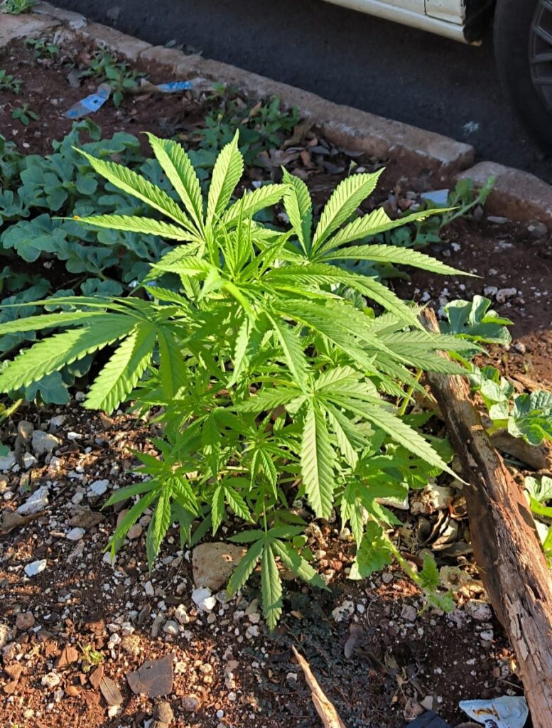 Imagem do WhatsApp de 2024-07-18 à(s) 13.40.07_0fef6c56