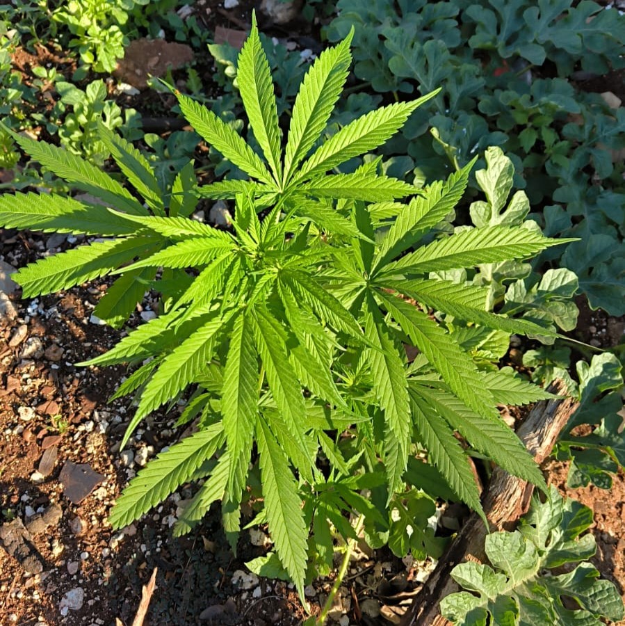 Imagem do WhatsApp de 2024-07-18 à(s) 13.40.08_26504d49