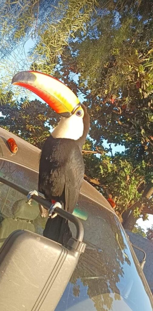 Tucano de Alto Paraná surpreende moradores