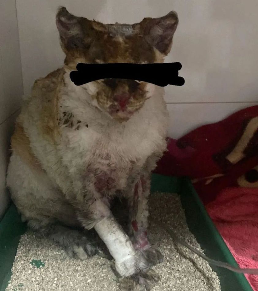 editor-66a7a06c39098