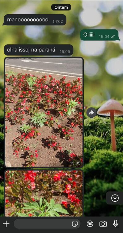 print dos pés de maconha